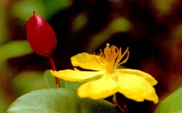 Nhất tâm thì về